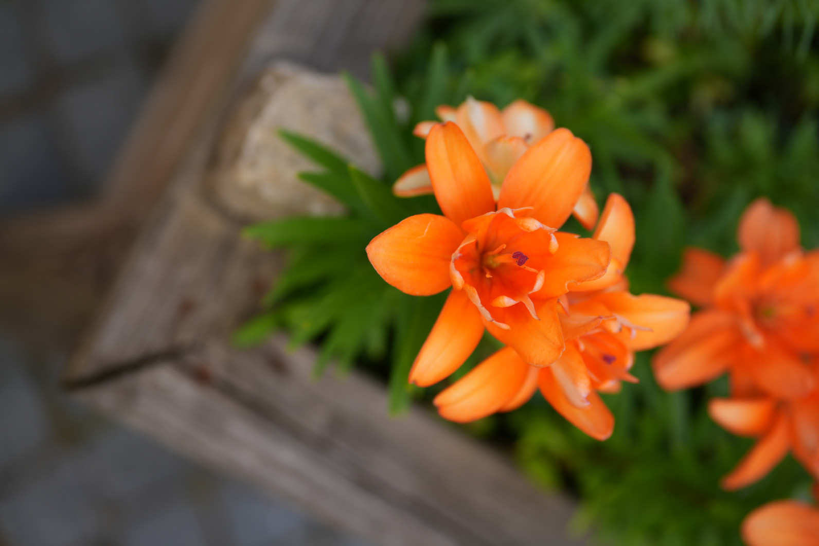 1/500 s, f/2.8, ISO 100, 60.0 mm