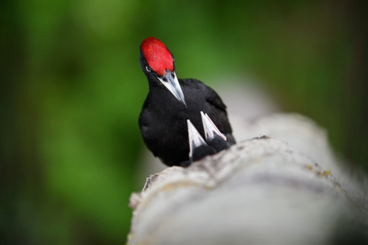 fot. Sven Začek, Hungry beaks, wyróżnienie w kategorii Ptaki /  GDT Wildlife Photographer of the Year 2017
