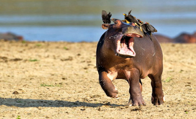  Zabawne zdjęcia zwierząt w konkursie Comedy Wildlife Photography Awards