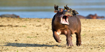 Zabawne zdjęcia zwierząt w konkursie Comedy Wildlife Photography Awards