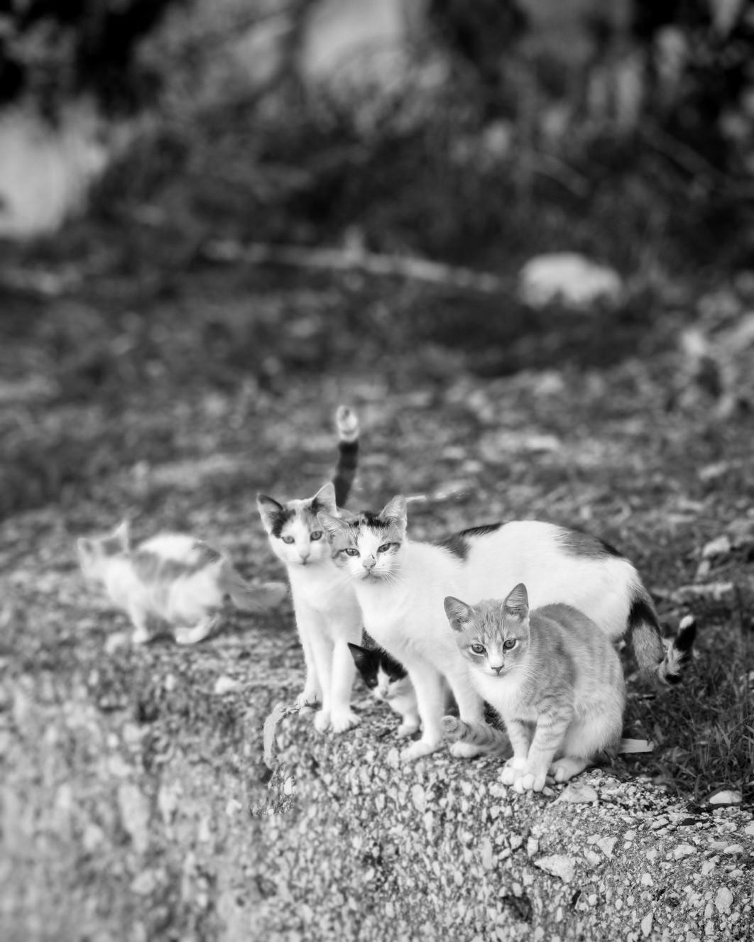 1/200 s, f/2.8, ISO 160, aparat tele (tryb portretowy)