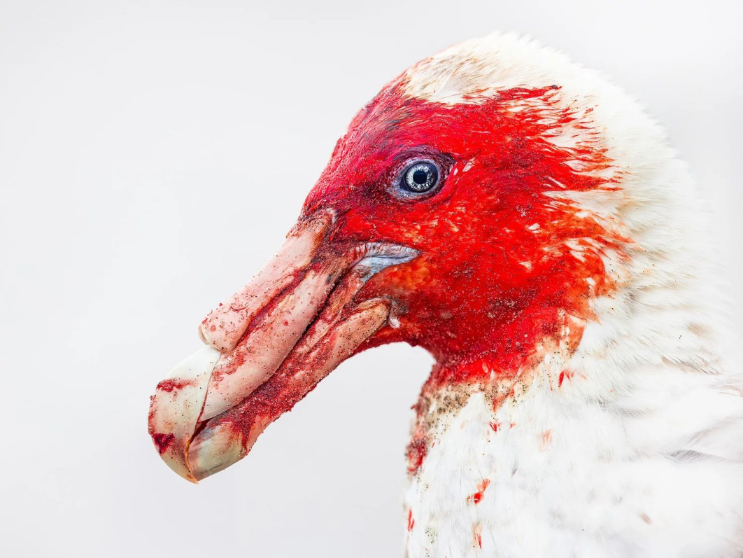 "Bloody Petrel", fot. Steffen Foerster (Niemcy) - Gold Award, Best Portrait | Bird Photographer of the Year
