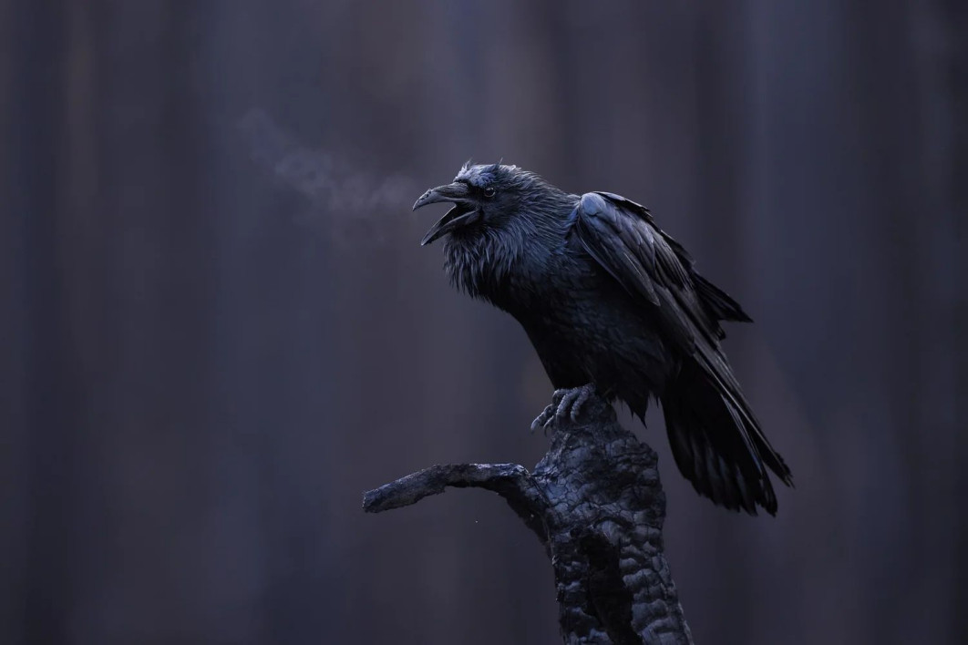 "Voice of the Ash Forest", fot. Maxime Legare-Vezina (Kanada) - Silver Award, Best Portrait | Bird Photographer of the Year