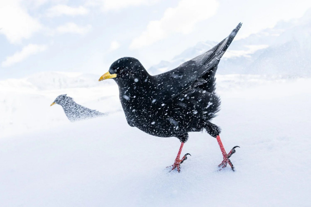 "Snowstorm", fot. Luca Lorenz (Niemcy) - Bronze Award, Best Portrait | Bird Photographer of the Year
