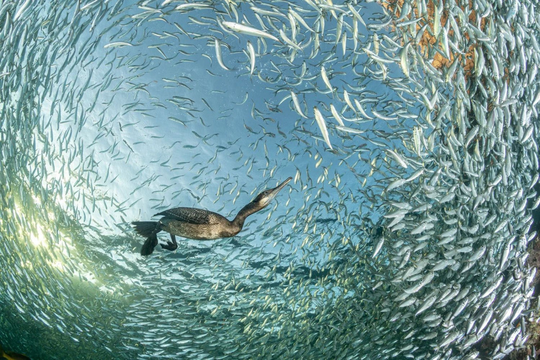 "Feasting at Sunset", fot. Franco Banfi (Szwajcaria) - Gold Award, Birds in the Environment | Bird Photographer of the Year