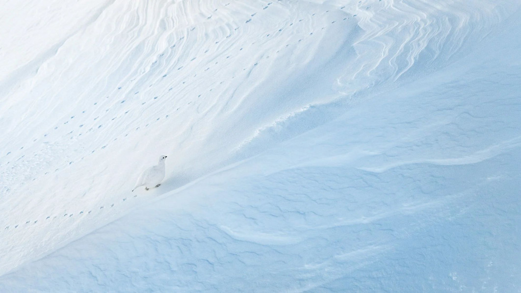 "Structures", fot. Levi Fitze (Szwajcaria) - Silver Award, Birds in the Environment | Bird Photographer of the Year