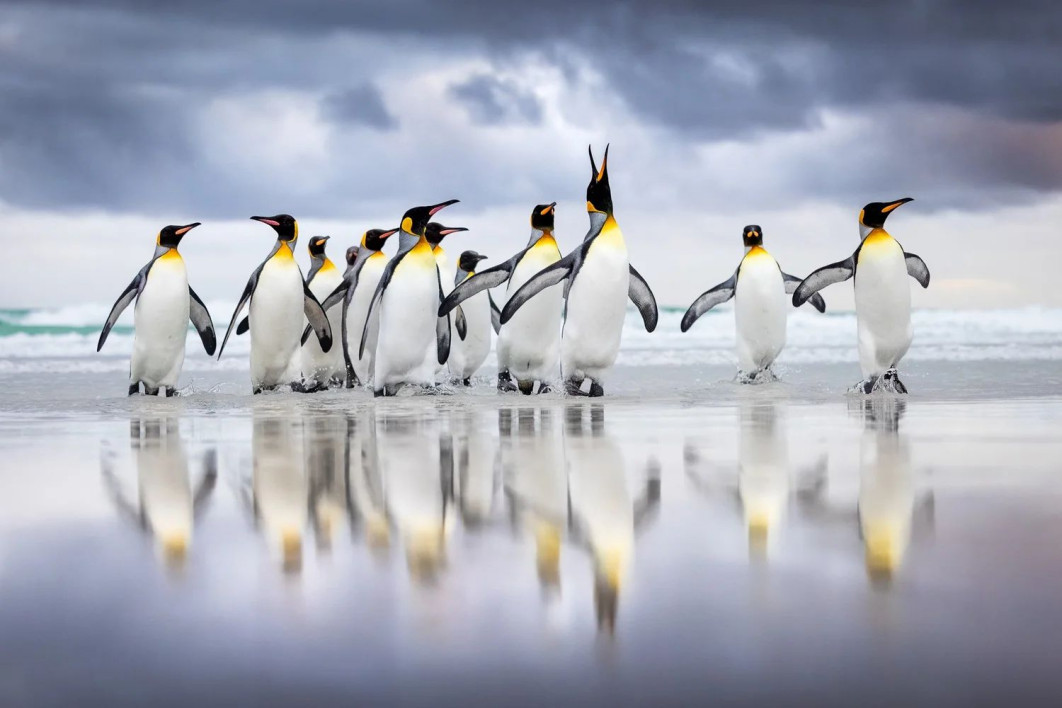 "Triumphant Arrival", fot. Steffen Foerster (Niemcy) - Bronze Award, Birds in the Environment | Bird Photographer of the Year