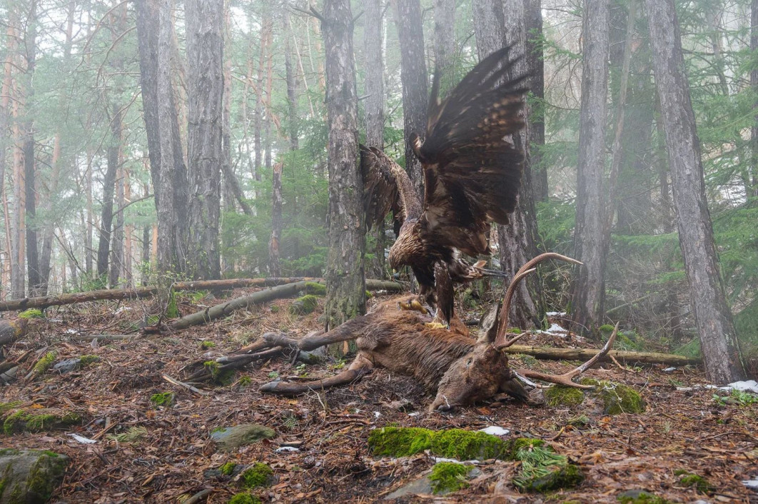 "Angel or Demon", fot. Francesco Guffanti (Włochy) - Gold Award, Bird Behavior | Bird Photographer of the Year