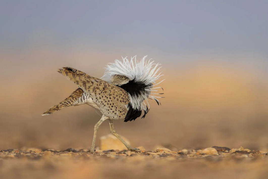 "Swollen Chest", fot. Chen Ein-Dor (Izrael) - Bronze Award, Bird Behavior | Bird Photographer of the Year