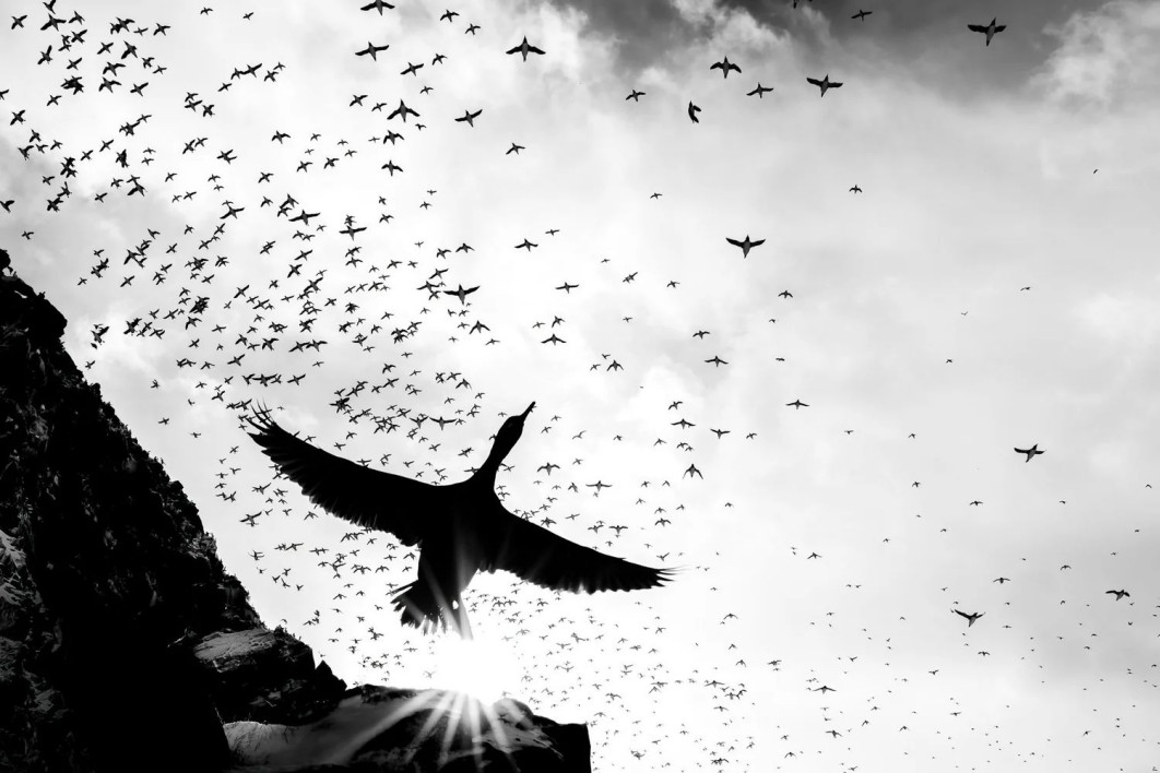 "The Giant", fot. Jannik Jansons (Germany) - Gold Award, Black and White | Bird Photographer of the Year
