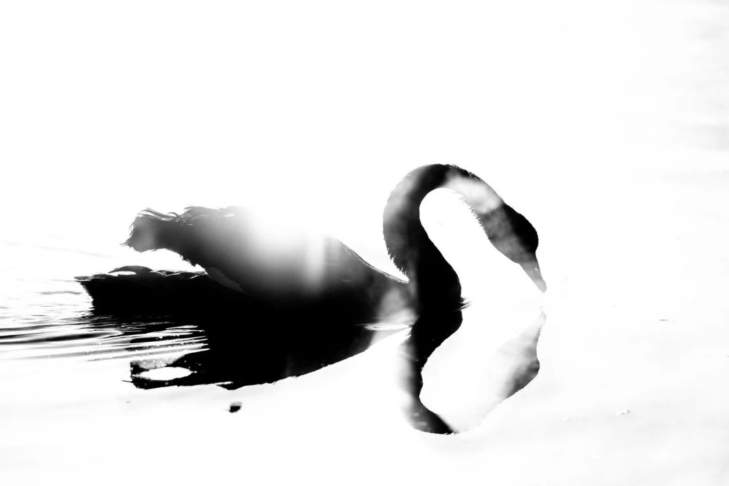 "Black and White Swan", fot. Raoul Slater (Australia) - Silver Award, Black and White | Bird Photographer of the Year