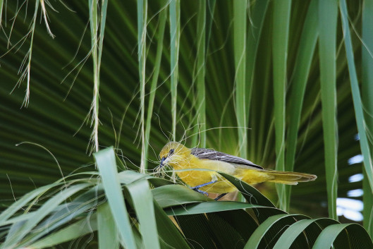 Michael Schulte - laureat w kategorii Plants for Birds