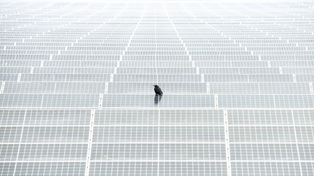 "Feathered on Panels", fot. Alex Pansier (Netherlands) - Gold Award, Urban Birds | Bird Photographer of the Year
