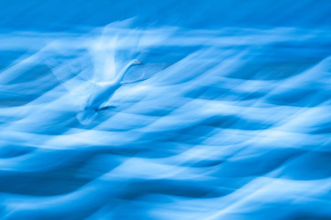 "Landing in a Sea of Swans", fot. Andreas Hemb (Szwecja) - Silver Award, Creative Perspectives | Bird Photographer of the Year