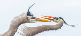 Audubon Photography Awards 2019 - wyniki
