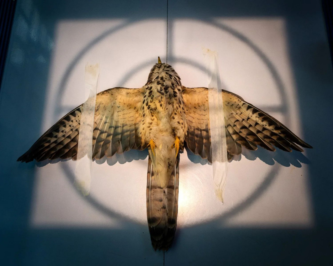 "Radiographing", fot. Sarthak Agrawal (Indie) — Gold Award, Conservation (Single Image) | Bird Photographer of the Year