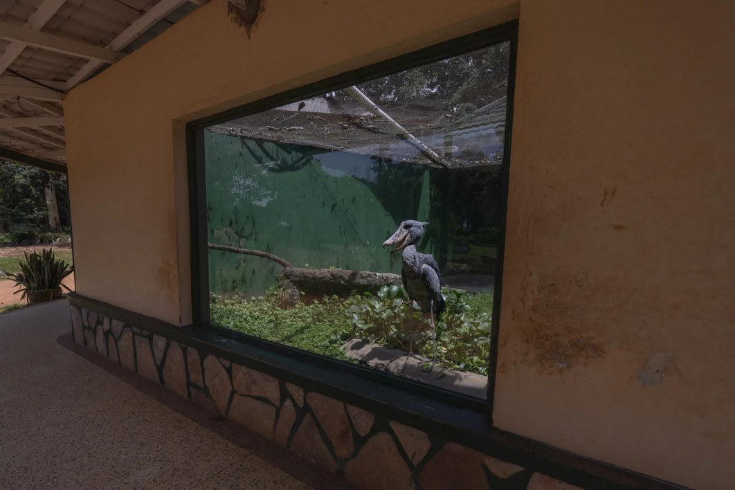 "Trapped", fot. Charlotte Keast (Wielka Brytania) - Silver Award, Conservation (Single Image) | Bird Photographer of the Year
