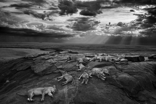  Wildlife Photographer of the Year 2014, Michael “Nick” Nichols, USA,