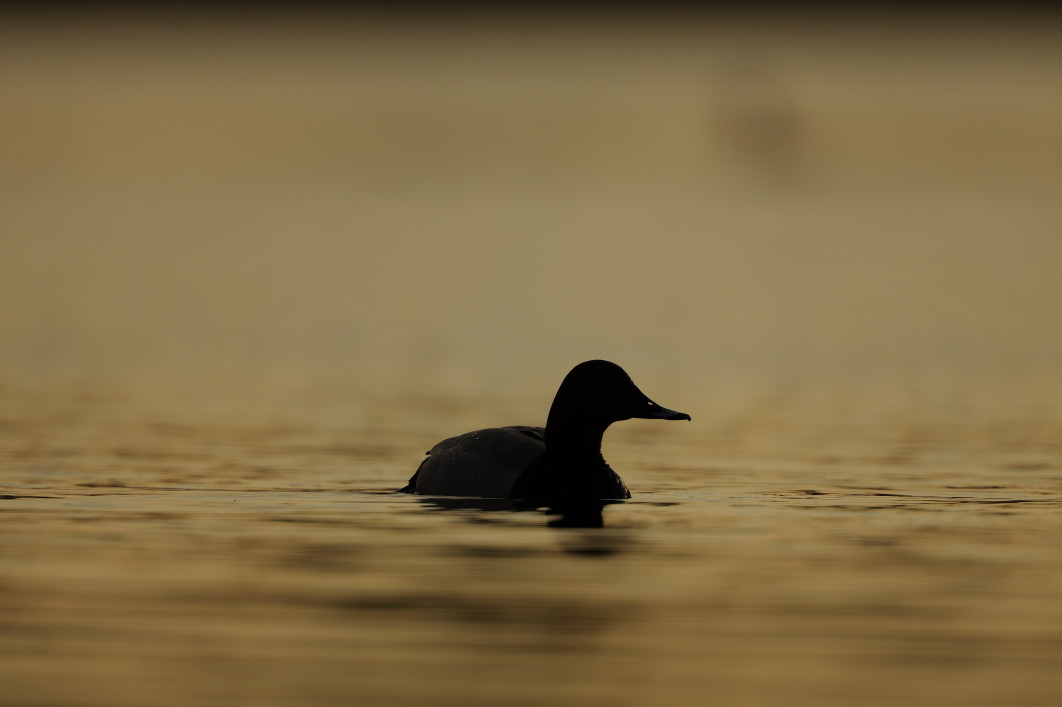 1/2500 s, f/4, ISO 200, 600.0 mm