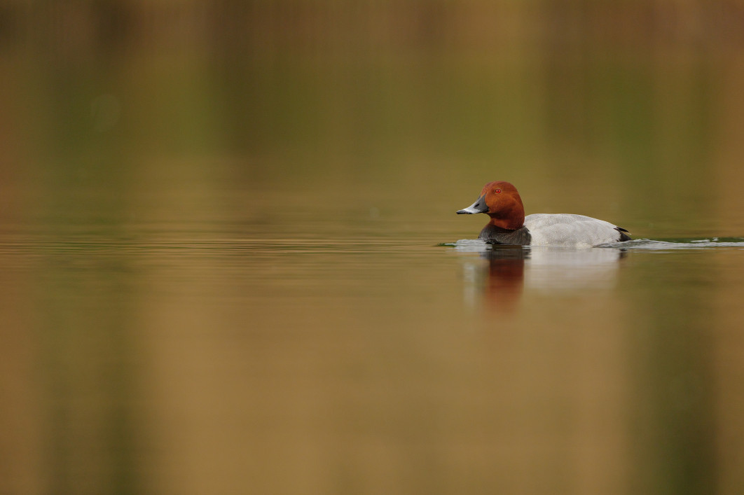 1/2000 s, f/4, ISO 1600, 600.0 mm
