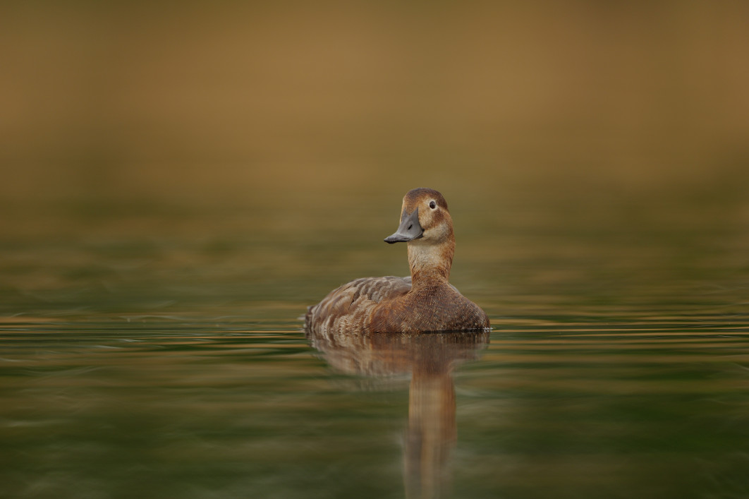 1/500 s, f/4, ISO 400, 600.0 mm