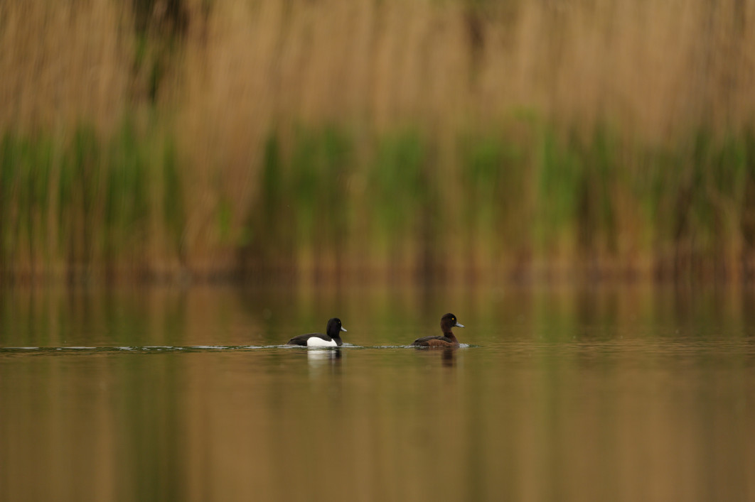 1/800 s, f/4, ISO 640, 600.0 mm