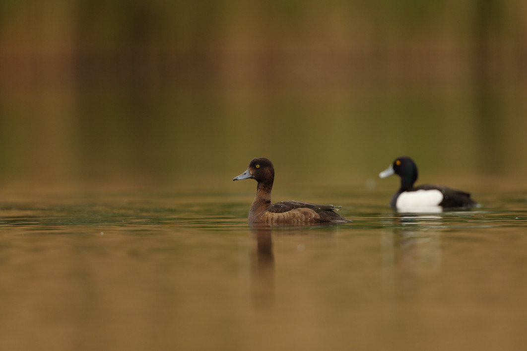 1/640 s, f/4, ISO 400, 600.0 mm