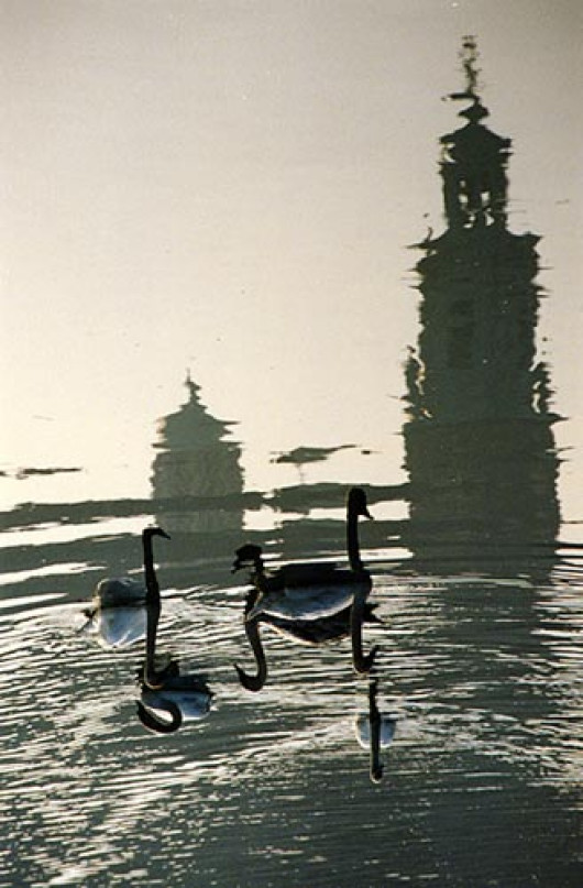 Gęsi fot. Roman Buliński