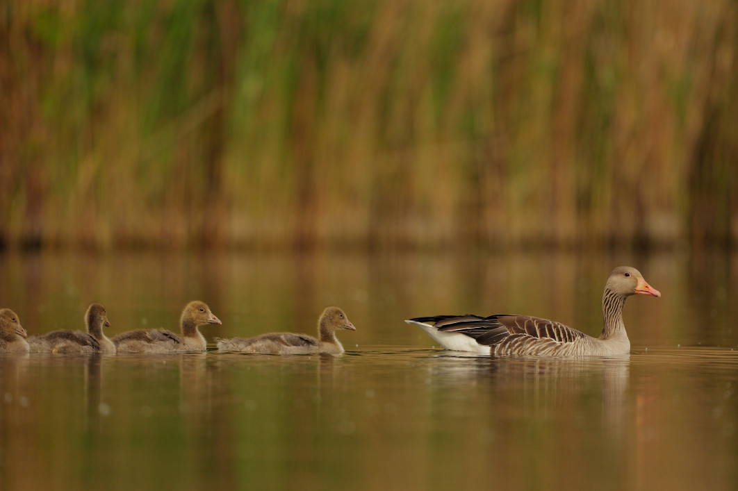 1/3200 s, f/4, ISO 800, 600.0 mm