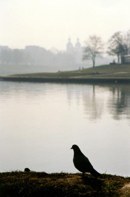 Gołąb fot. Roman Buliński