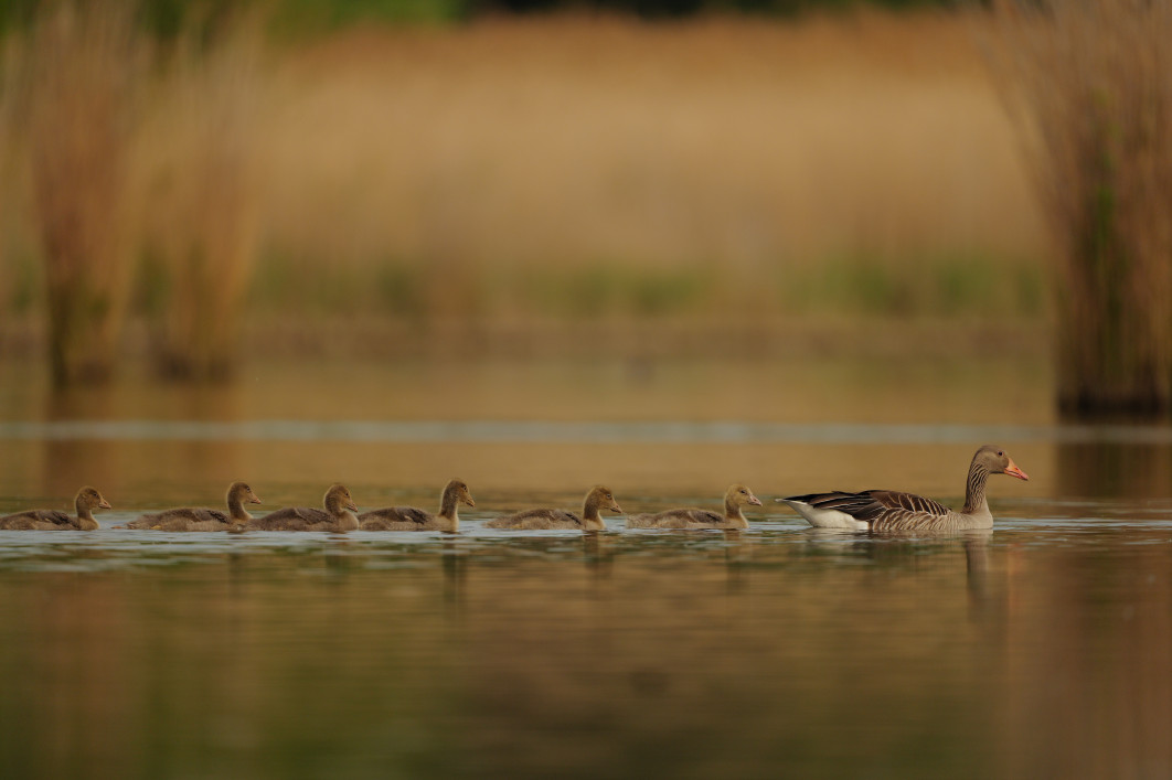 1/4000 s, f/4, ISO 800, 600.0 mm