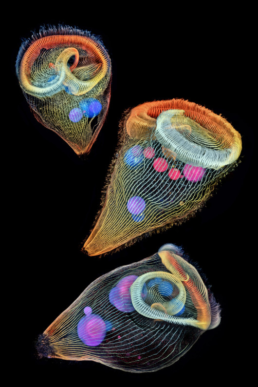 fot. Igor Siwanowicz, trąbiki, 2. miejsce w konkursie Nikon Small World 2019