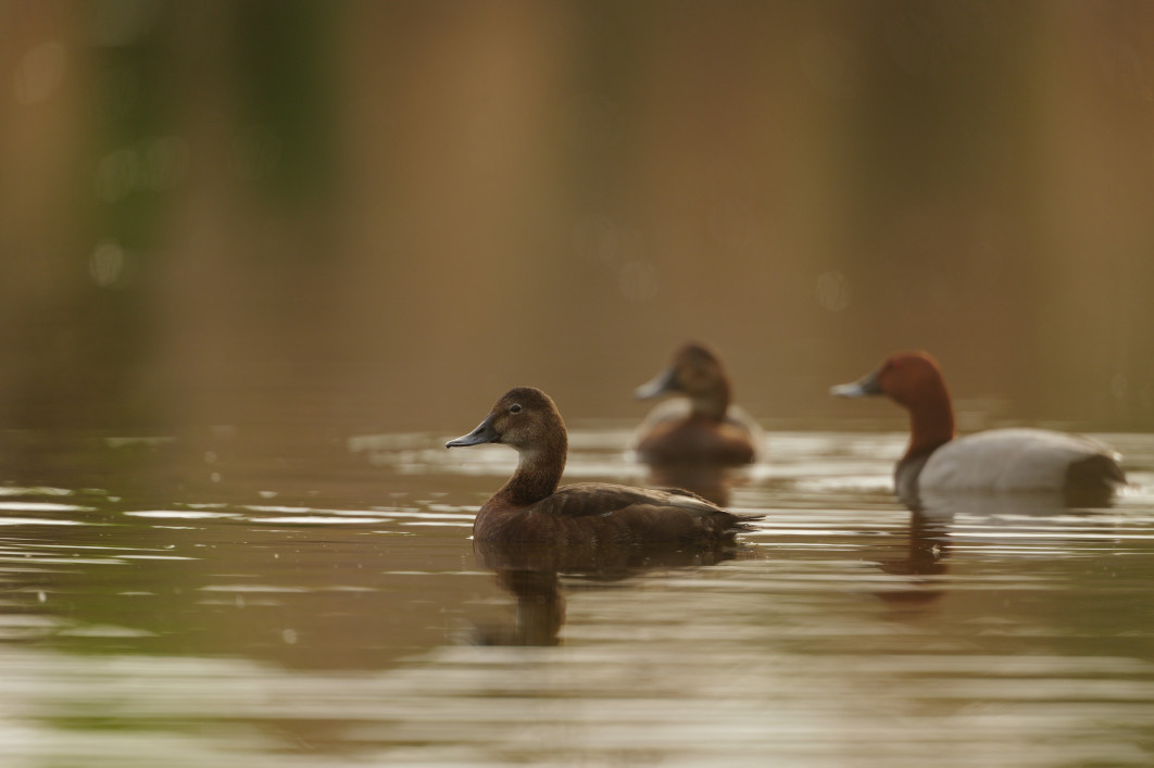 1/2000 s, f/4.5, ISO 800, 600.0 mm