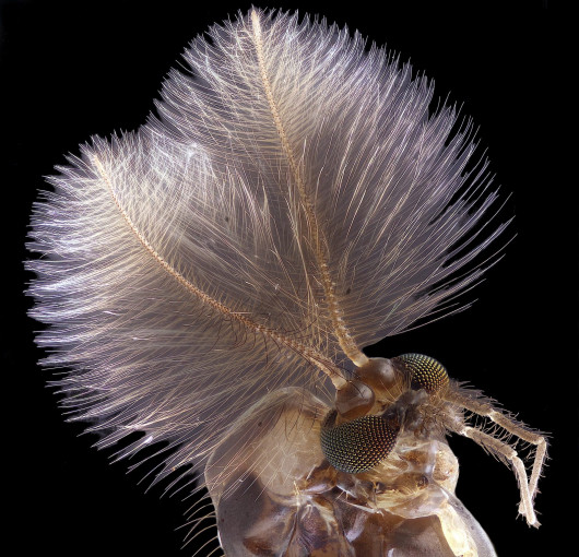 fot. Jan Rosenbum, samiec komara, 4. miejsce w konkursie Nikon Small World 2019