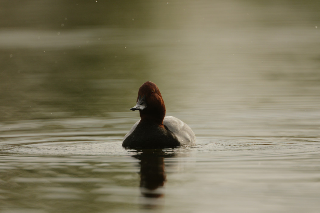 1/6400 s, f/4, ISO 800, 588.0 mm