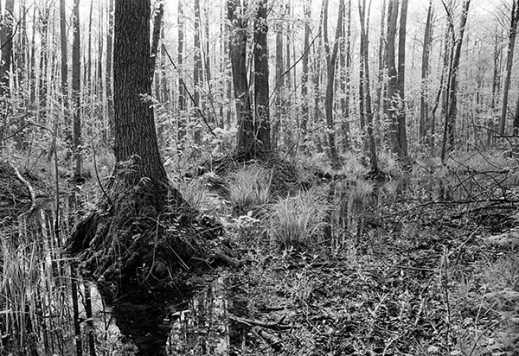"Urzekła mnie twoja historia" - Poranek nad Biebrzą