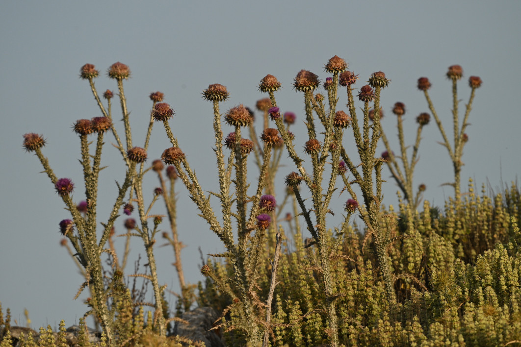 1/2000 s, f/8, ISO 800, 600.0 mm