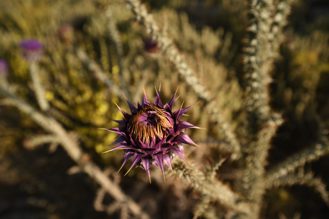 1/1250 s, f/4, ISO 100, 28.0 mm