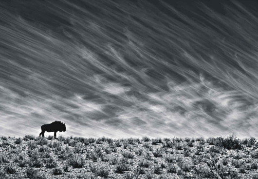 (c)Morkel Erasmus, RPA, Ocalała na pustyni