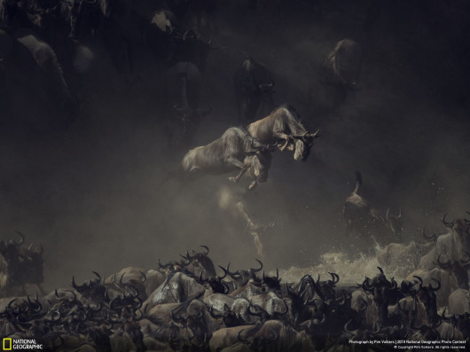 fot. Pim Volkers, Flying at the crossing

Antylopy Gnu przekraczające rzekę Mara w Tanzanii