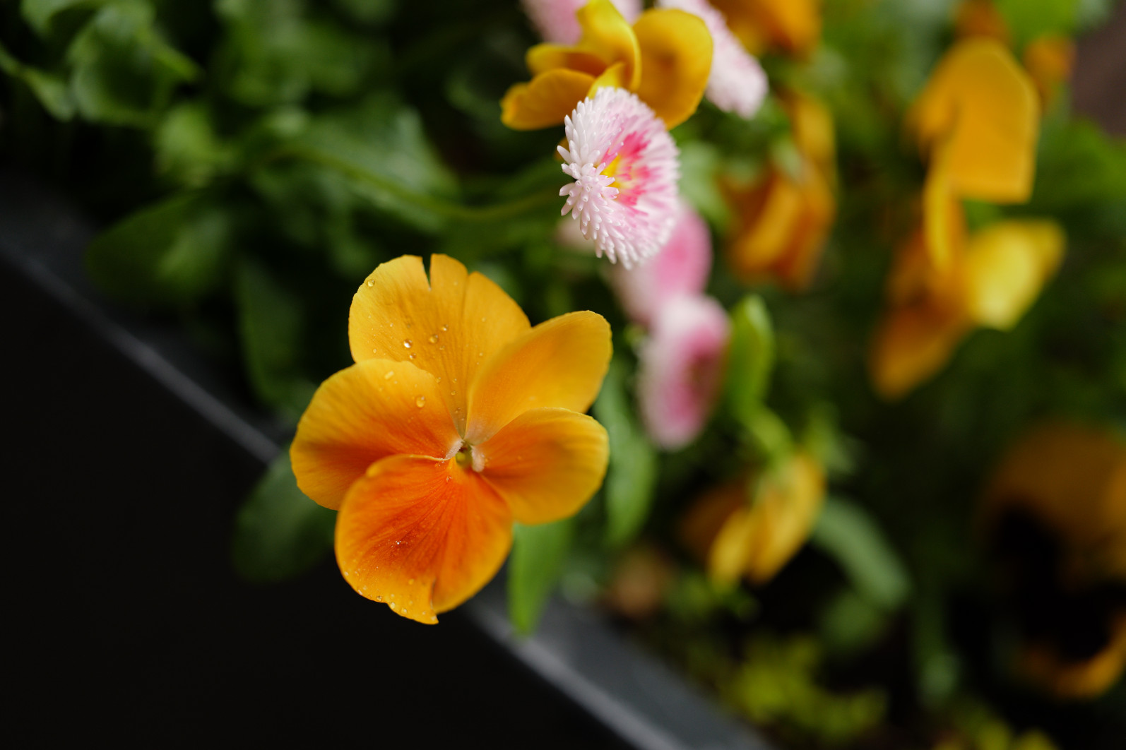 1/1250 s, f/2, ISO 800, 35.0 mm
