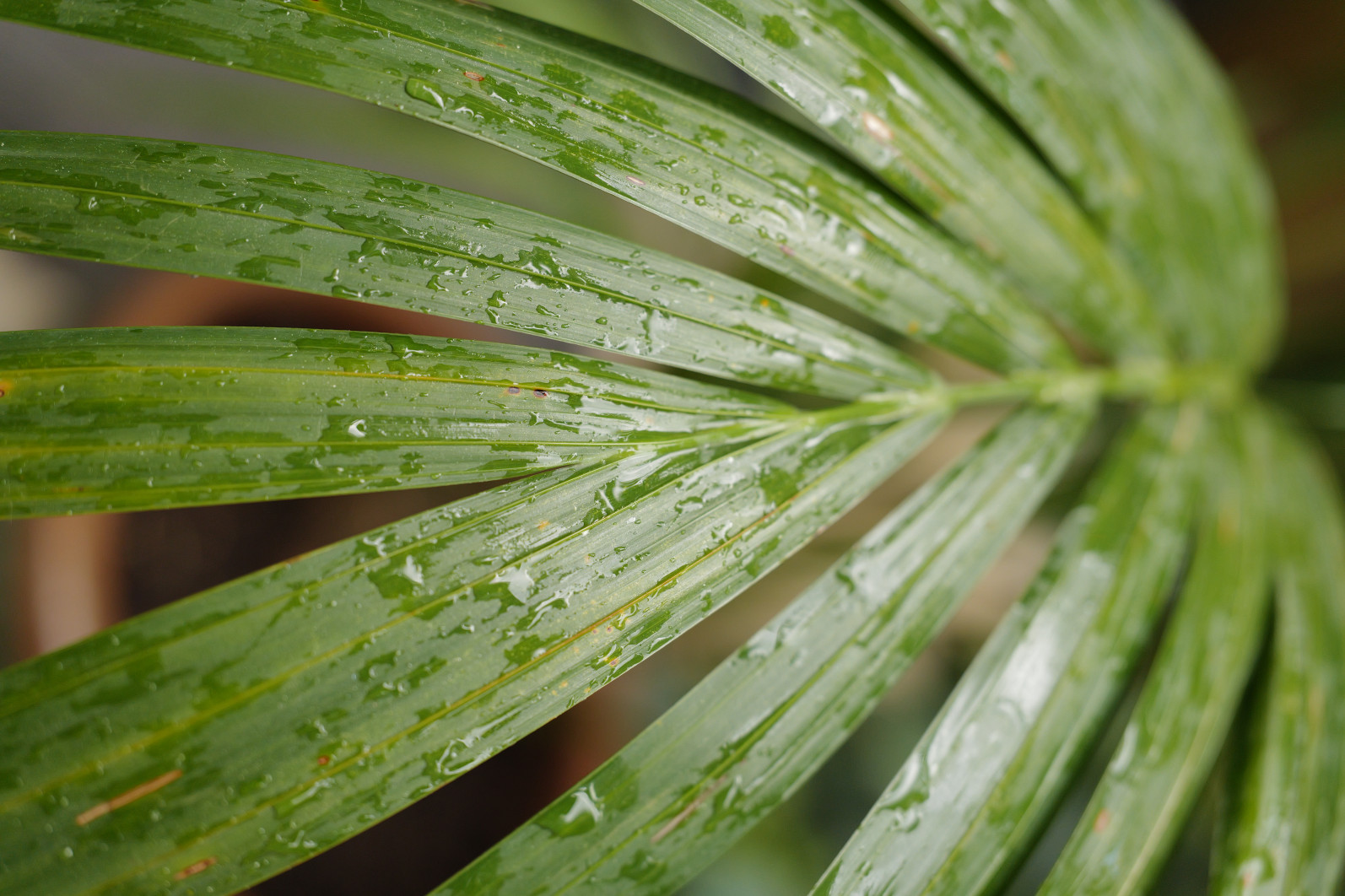 1/1000 s, f/2.8, ISO 1600, 35.0 mm