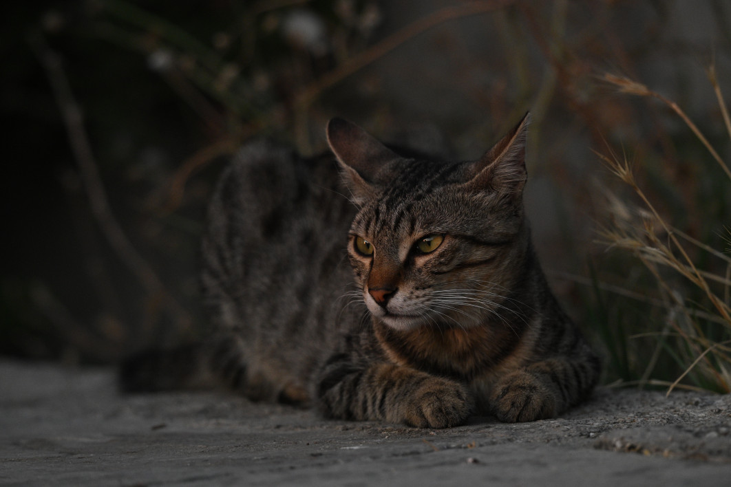 1/400 s, f/6, ISO 3200, 370.0 mm