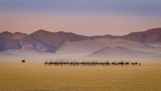 fot. Tomasz Szpila, Ostrich kindergarten, specjalnie wyróżnie w kat. Birds / Nature Photographer of the Year 2021