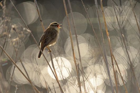 Chris Gomersall - I miejsce w kategorii Birds in the Environment