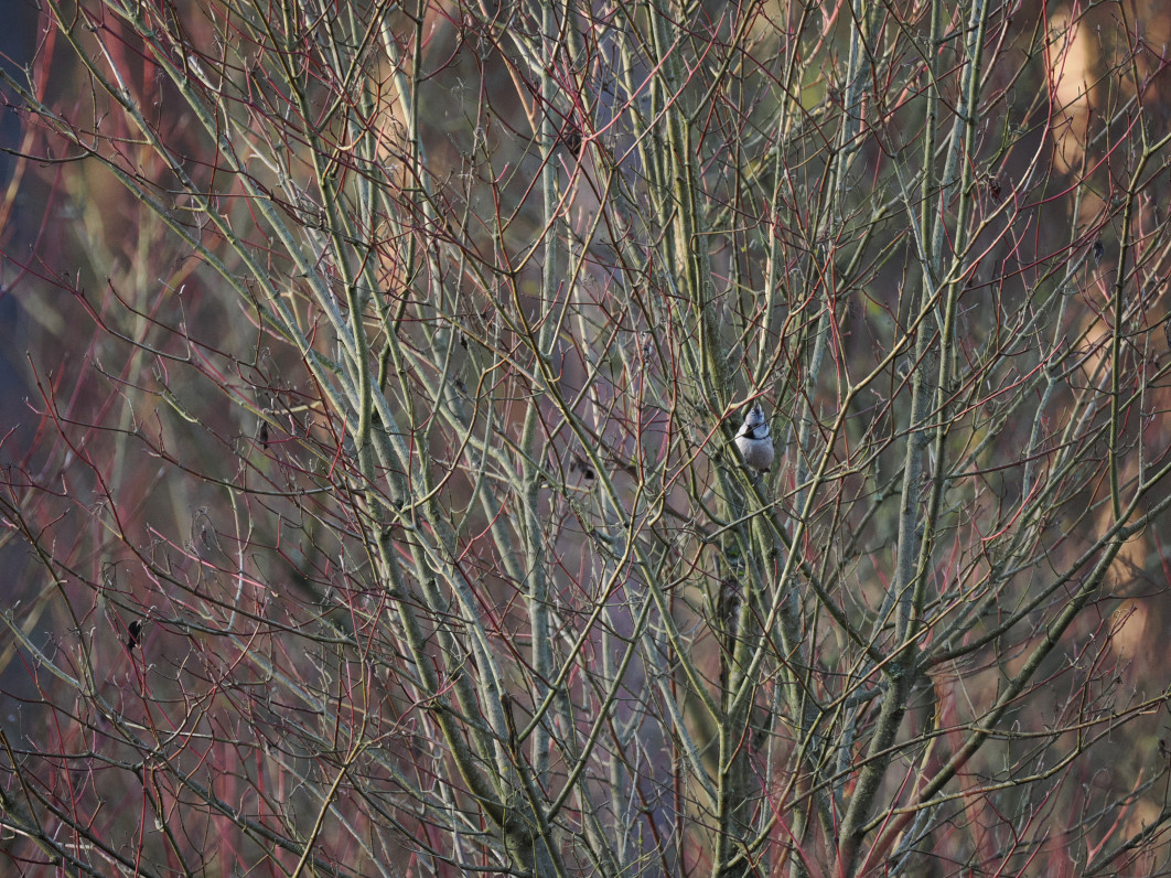 1/320 s, f/6.3, ISO 1600, 400.0 mm