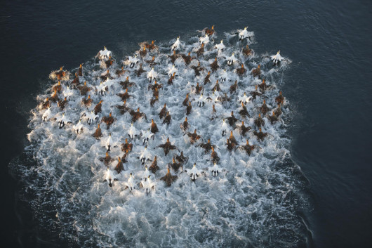 Pål Hermansen - I miejsce w kategorii Birds in Flight