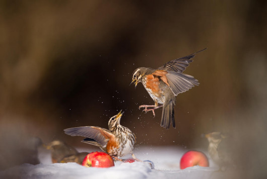 Andy Parkinson - I miejsce w kategorii Birds in the Garden