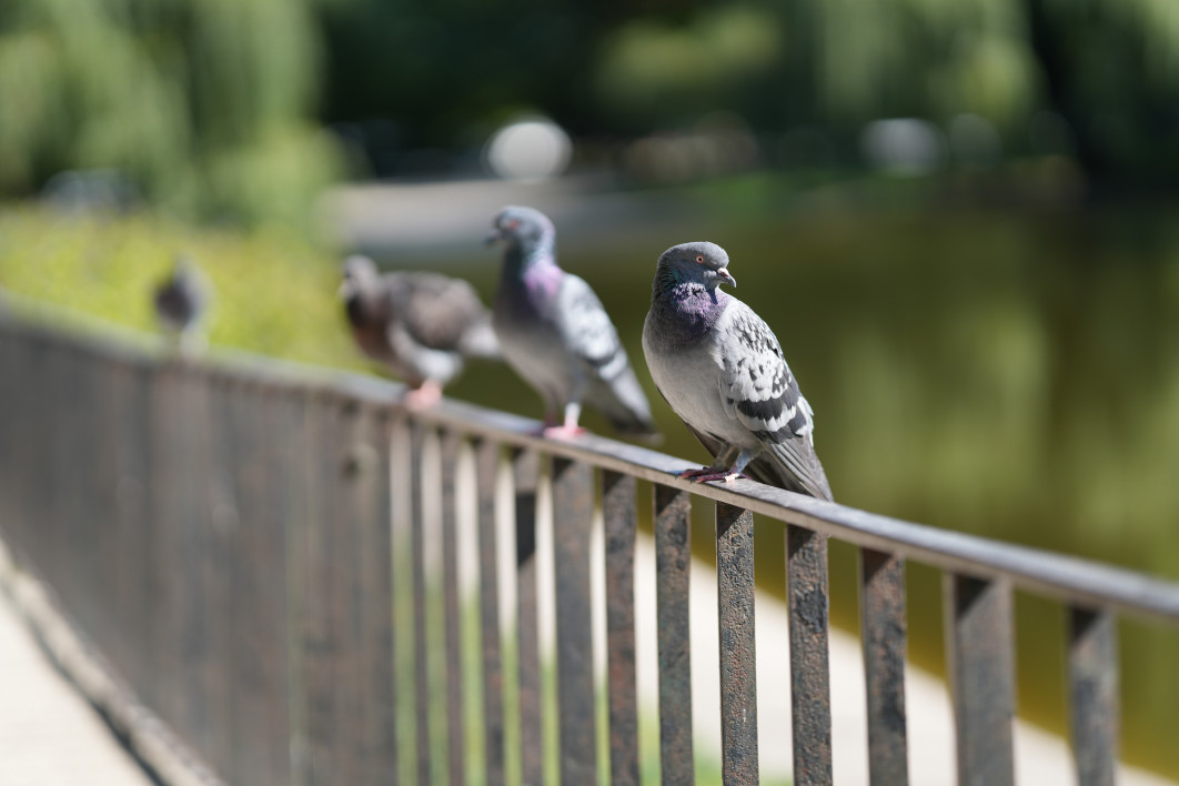 1/2000 s, f/1.4, ISO 100, 85.0 mm