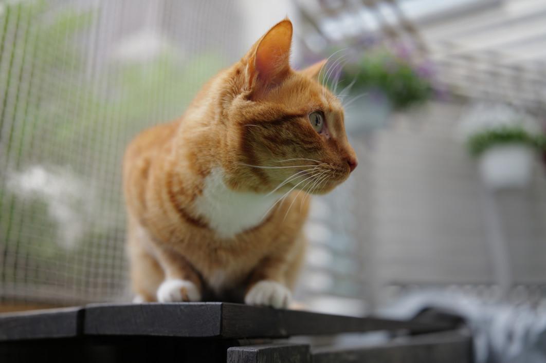 1/100 s, f/2, ISO 100, 35.0 mm